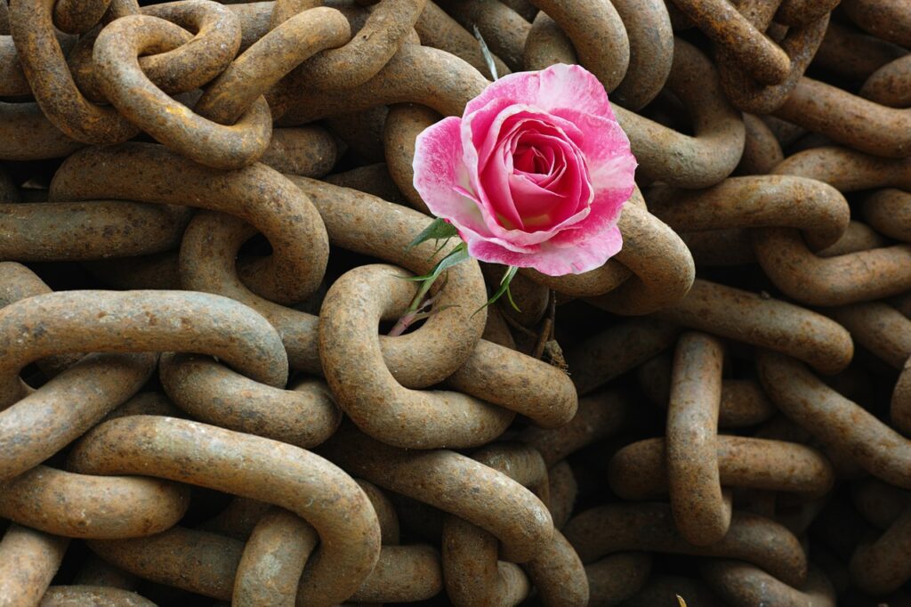 Rose pushing up through rusty chains.