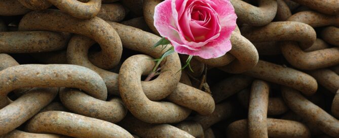 Rose pushing up through rusty chains.